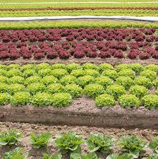 salade local chailly en biere Verdure de chailly