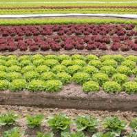 salade local chailly en biere Verdure de chailly